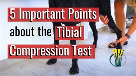 modified tibial compression test|tibial compression test canine.